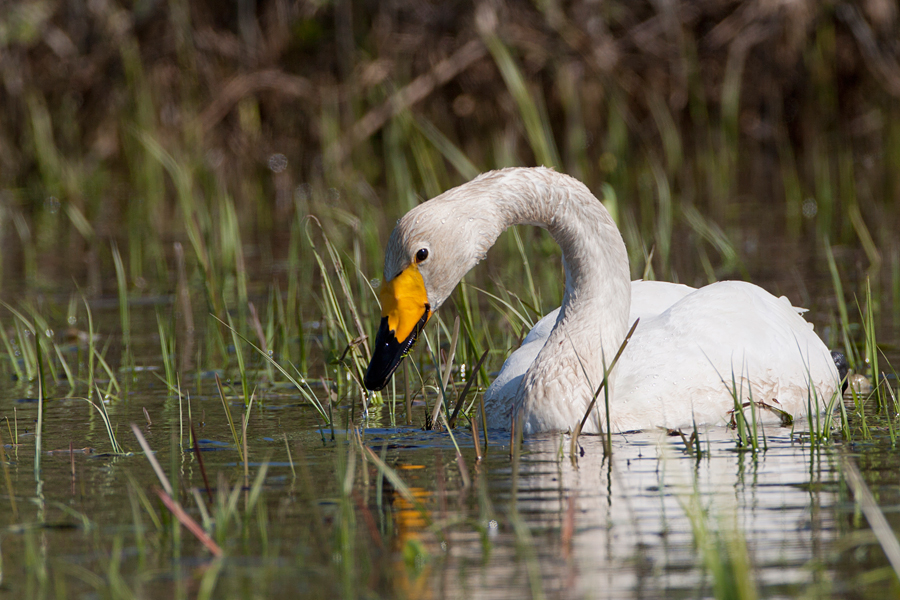 051 Łabędź krzykliwy